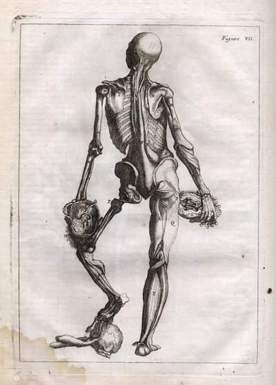 Figura ta może zaspokoić ciekawość tych, którzy chcą zobaczyć Korpus Depouille do Kości - grawerowanie w „Anatomii abstrakcyjnej, przystosowanej do sztuki malarskiej i rzeźbiarskiej” - „Abrege d