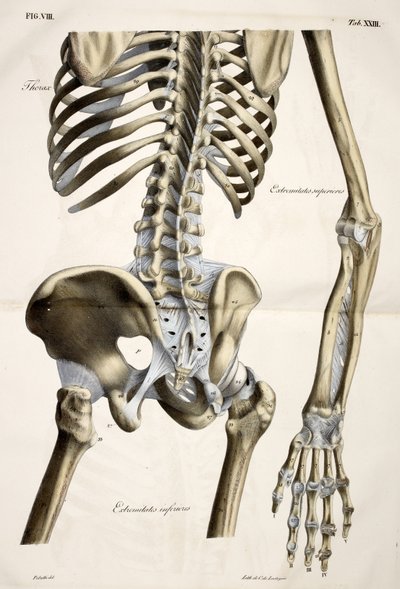 Klatka piersiowa, z płyt anatomicznych ludzkiego ciała wykonanych zgodnie z naturalnymi wymiarami, wraz z tekstem objaśniającym Wydane przez cte de Lasteyrie autorstwa French School
