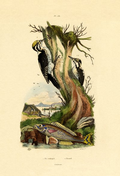 Dzięcioł trójpalczasty, 1833-39 autorstwa French School