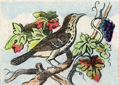 Drozd. Grawerowanie w "Buffon Alphabet des Oiseaux n 1". 3. Seria N 1. Obrazowanie Epinal, Epinal, koniec XIX wieku. 16 stron. Wymiary: 28x21 cm autorstwa French School
