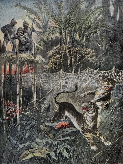Polowanie na tygrysy w indyjskich dżunglach: błotniki są za siatką, a myśliwi są bezpieczni na belwederze. Grawer w „”Le Pelerin””, dnia 05.02.1899. Selva Dz. autorstwa French School