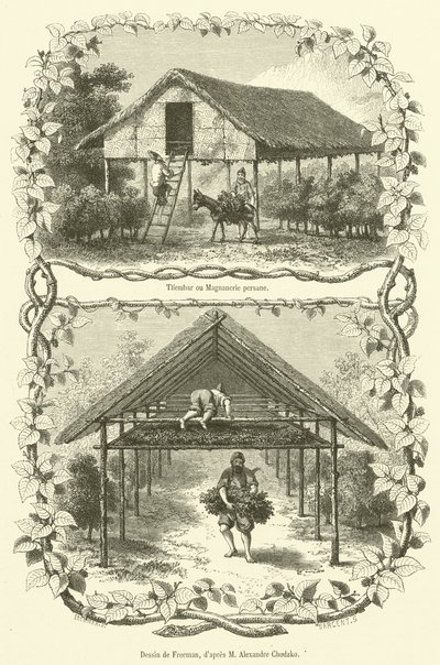 Tilembar lub perska Magnanerie (grawerowanie) autorstwa French School
