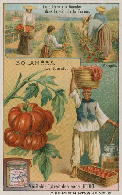 Pomidor - karta handlowa firmy Liebig, autorstwa French School