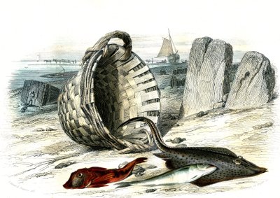 Trigle grondin (Trigle cuculus), witlinek (merlangius merlangus), raie grondin (dipturus batis) - Płyta wydobyta z Histoire Naturelle przez Bernarda Germaina de Lacepede (1856-1925), wydanie P.Furme, Paryż autorstwa French School
