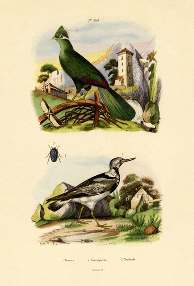 Turaco, 1833-39 autorstwa French School