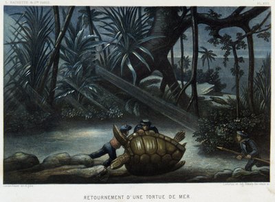 Żółw żółwia morskiego - w „Le monde de la mer” Alfreda Fredola, Hachette, Paryż autorstwa French School
