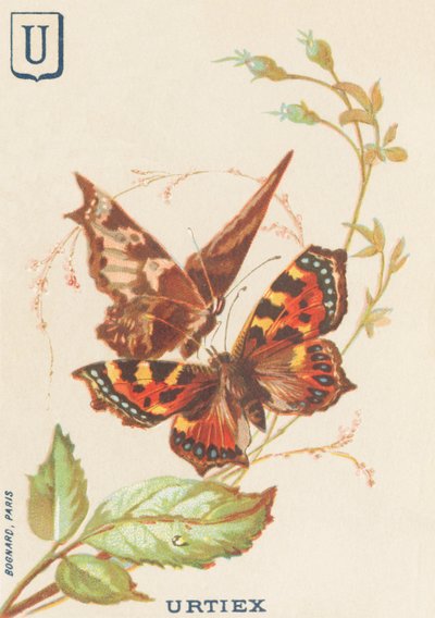 U: Urtiex (Aglais urticae lub Mały Żółw) autorstwa French School