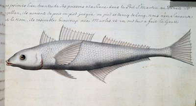 Nieznana ryba, Cieśnina Magellana, akwarela z dziennika pokładowego Jacquesa Gouina de Beauchesne (1652-1730), kapitana Compagnie Royale de la Mer du Sud, od 1698 do 1701, Francja autorstwa French School
