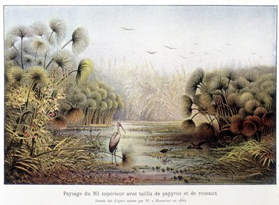Przejście górnego Nilu z papirusem i zagajnikiem trzcinowym. autorstwa French School