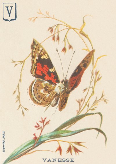 V: Vanesse (Vanessa cardui lub ojczym lub Vanesse du thistle) autorstwa French School