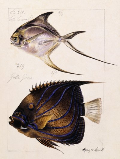 Velle... Itd, ok.1850 autorstwa French School