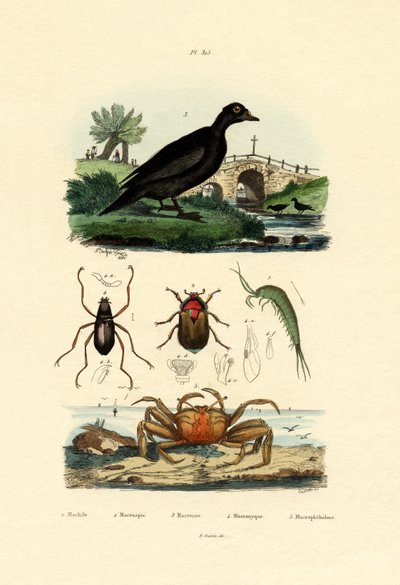 Aksamitna hulajnoga, 1833-39 autorstwa French School