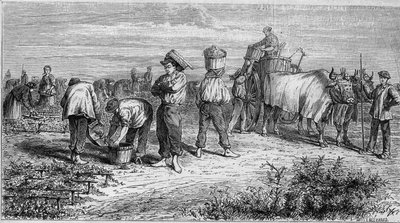 Uprawa winorośli w Medoc: zbieranie winogron podczas żniw. Grawer w „Le Monde Illustré” nr 561 z dnia 11 stycznia 1868 r. autorstwa French School
