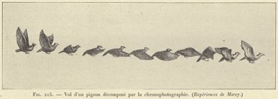Lot rozłożonego gołębia według chronofotografii autorstwa French School