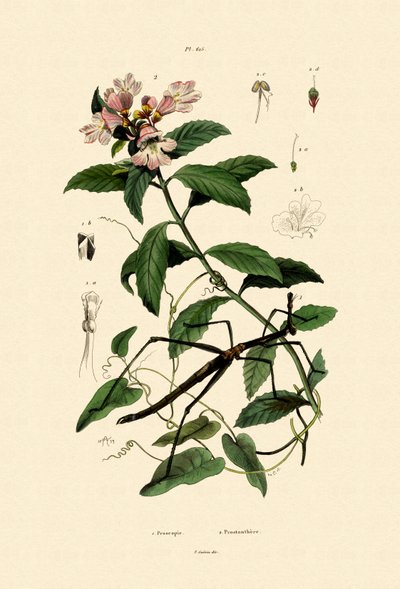Owad z laski, 1833-39 autorstwa French School
