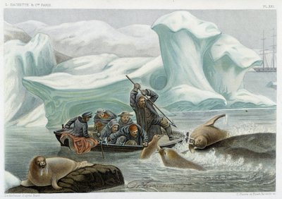 Polowanie na morsy - w „Le monde de la mer” Alfreda Fredola, Hachette, Paryż autorstwa French School