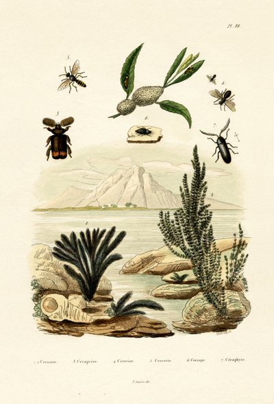 Osa, 1833-39 autorstwa French School