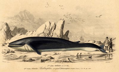 Wieloryb lub baleinoptera (Balaenoptera rorqual) autorstwa French School