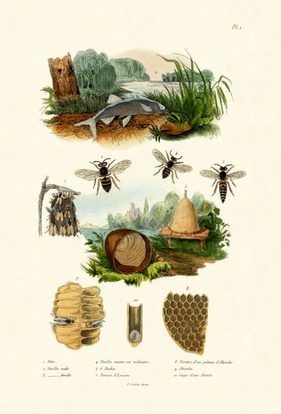 Biała Aspe, 1833-39 autorstwa French School