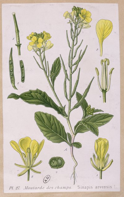 Musztarda Dzika (Sinapis Arvensis) autorstwa French School