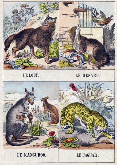 Wilk; Lis; kangur ; Jaguar. Grawerowanie w „Buffon Alphabet des Animaux”. III seria N 1. Obrazowanie Epinal, Epinal, koniec XIX wieku. 16 stron. Wymiary: 28x21cm autorstwa French School