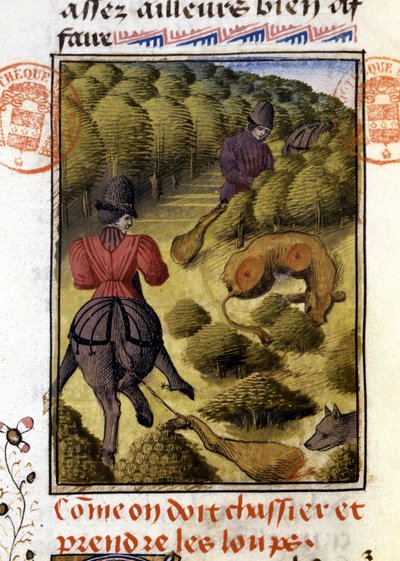 Polowanie na wilka – w „Księdze myśliwskiej Gastona Phoebusa, hrabiego Foix, lorda Bearn”” autorstwa French School