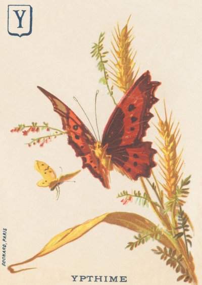 Y: Ypthime (zmiana Apatura ilia lub Lesser Mars) autorstwa French School