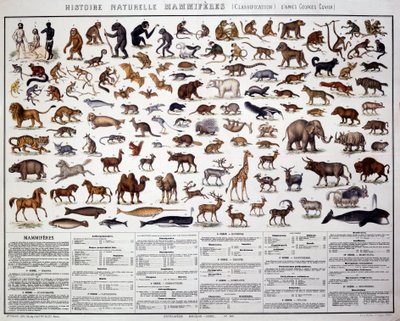 Zoologia: klasyfikacja ssaków według francuskiego biologa Georgesa Cuviera (1769-1832). Rada Historii Naturalnej autorstwa French School