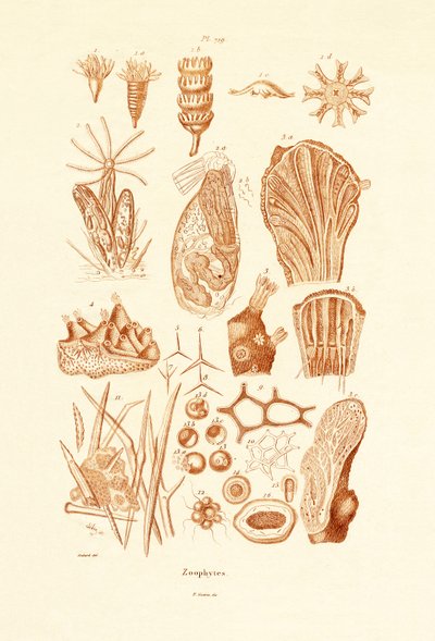 Zoofity, 1833-39 autorstwa French School