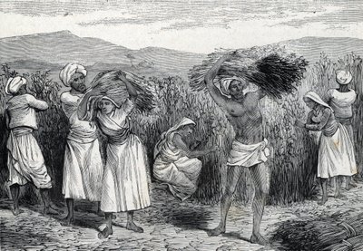 pospolity smilax lub sarsaparille lub powój szorstki zbiór w Peru (rytowanie) 1888 autorstwa French School