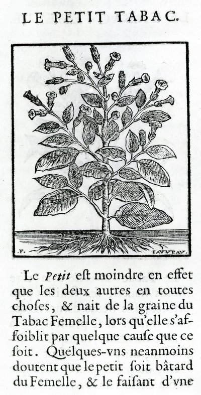Mały tytoń, ilustracja z dyskursu o tytoniu Jeana Le Royera de Prade, 1671 autorstwa French School