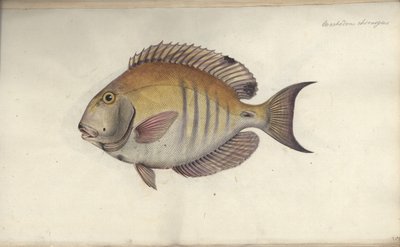 Chirurg Chaetodon, przed 1787 autorstwa Friedrich August Kruger
