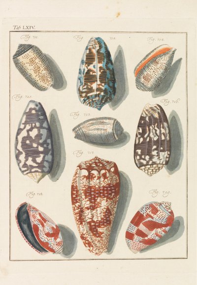Nowa systematyczna szafka conchylia, 1768. autorstwa Friedrich Heinrich Wilhelm Martini