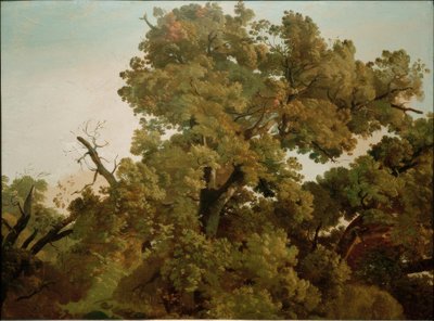 Dąb autorstwa Friedrich Nerly