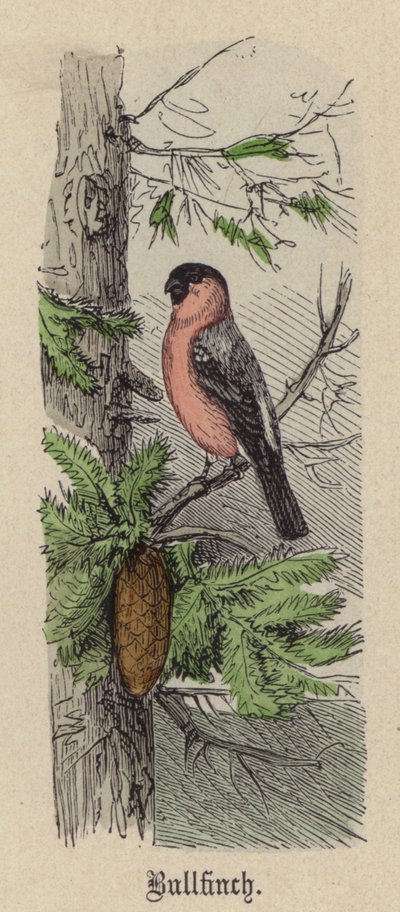 Gil zwyczajny (kolorowy grawer) autorstwa Friedrich Specht