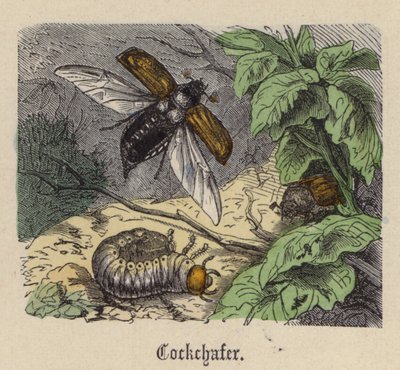 Chrabąszcz (kolorowy grawer) autorstwa Friedrich Specht