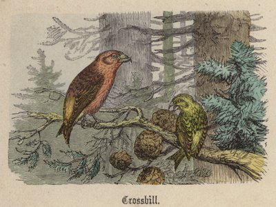 Krzyżodziób (kolorowy grawer) autorstwa Friedrich Specht