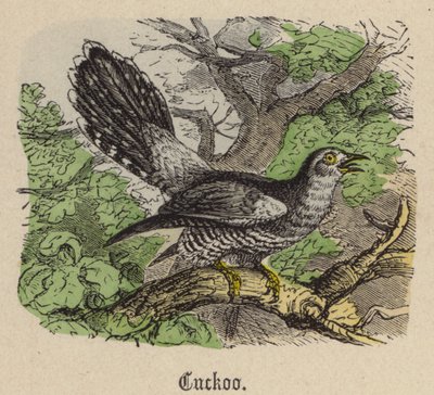 Kukułka (kolorowy grawer) autorstwa Friedrich Specht