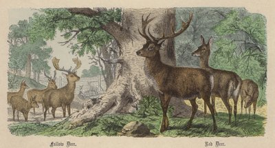 Daniele, Jelenie (kolorowy grawerunek) autorstwa Friedrich Specht