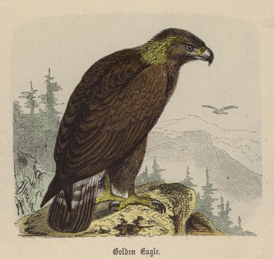 Złoty Orzeł (kolorowy grawerunek) autorstwa Friedrich Specht