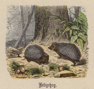 Jeż (kolorowy grawer) autorstwa Friedrich Specht