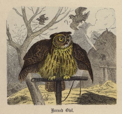Sowa rogata (kolorowy grawerunek) autorstwa Friedrich Specht