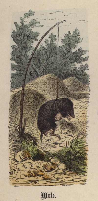 Kret (kolorowy grawerunek) autorstwa Friedrich Specht