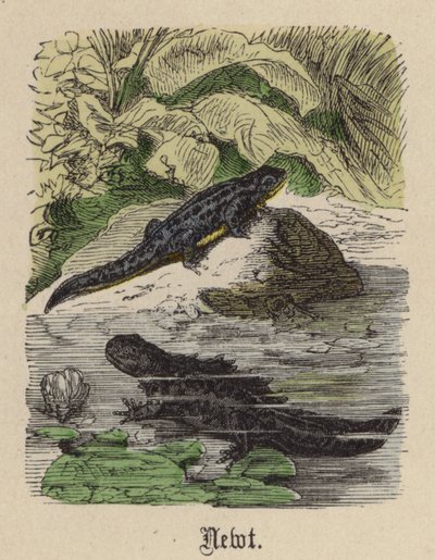 Traszka (kolorowy grawer) autorstwa Friedrich Specht