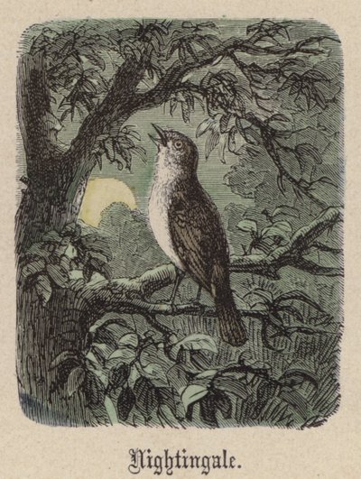 Słowik (kolorowy grawer) autorstwa Friedrich Specht