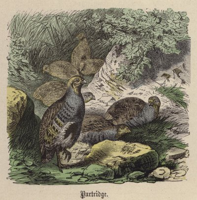 Kuropatwa (kolorowy grawer) autorstwa Friedrich Specht