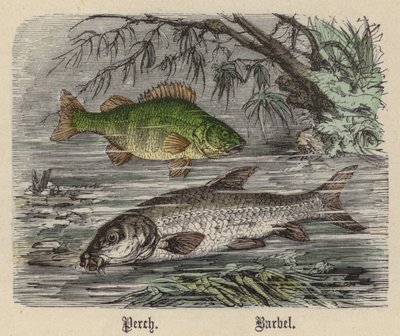 Okoń, Brzana (kolorowy grawer) autorstwa Friedrich Specht