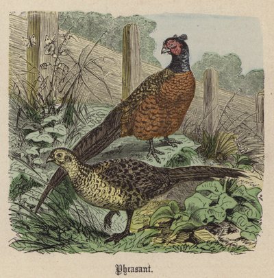 Bażant (kolorowy grawer) autorstwa Friedrich Specht