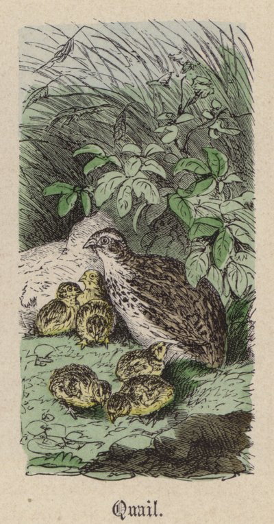 Przepiórka (kolorowy grawerunek) autorstwa Friedrich Specht