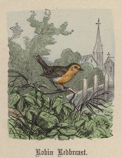 Robin Redbreast (kolorowy grawerunek) autorstwa Friedrich Specht